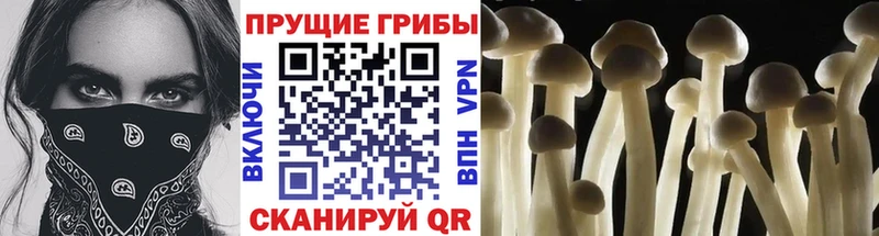 Галлюциногенные грибы Cubensis  Дубовка 
